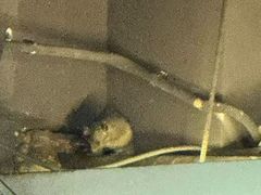 -甘家界牌柠檬鸭(青山店)