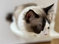-1013 PET SHOP精品宠物商店(丁香店)