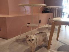 -猫儿山۰猫主题餐厅