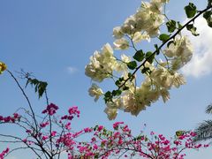 -巴拉湾海滩