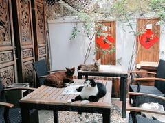 -喵屿·大理花园猫咖