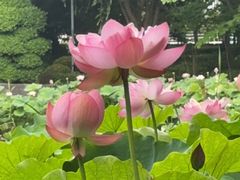 -陈家山荷花公园