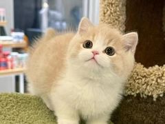-欣宠猫屋·矮脚拿破仑·蓝金金渐层