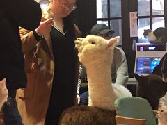 -猫色咖啡·猫咖