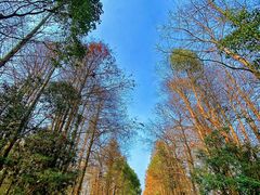 -上海海湾国家森林公园