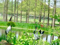 -上海共青森林公园