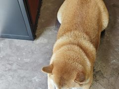 -啡语