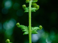 -国家植物园南园