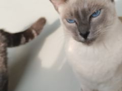 -豆逗聊愈猫阁Easy Life