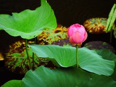-荷塘月色湿地公园·向阳花洲