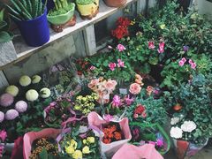 -万商花鸟市场