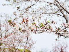 -上海植物园