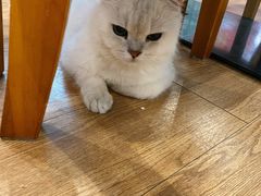 -猫小院猫主题餐厅(三里屯店)
