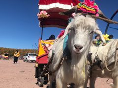 -塞罕坝国家级自然保护区