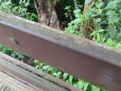 -野象谷景区