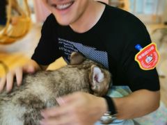 -Husky Go! 哈士奇体验馆·宠物咖啡厅狗咖