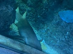 -芜湖新华联大白鲸海洋公园