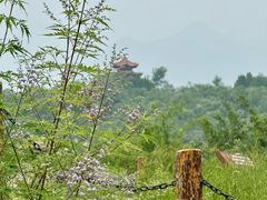 -白水寺森林公园