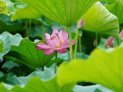 -莲花池公园