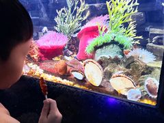 -瑞普利水族馆