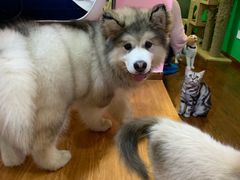 -李小姐の猫咖啡馆(五角场店)