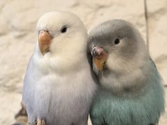 -吉丁鸟咖·异宠·寄养