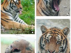 -栾川竹海野生动物园