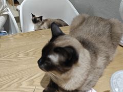 -藏猫猫咖啡主题馆(中央大道店)