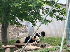 -卧龙中华大熊猫苑神树坪基地