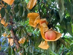 -老袁家蜜桃农场·阳山水蜜桃