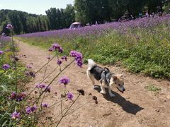 -紫海香堤香草艺术庄园