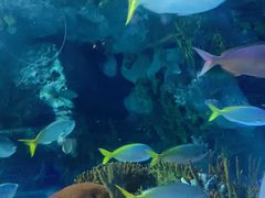 -上海海洋水族馆