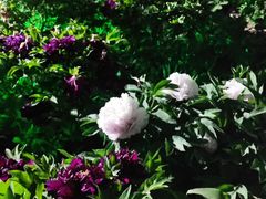 -曹州百花园