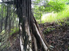 -大渡口区义渡公园