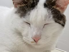 -佳雯宠物医院·皮肤科·内外科(春晓路分院)