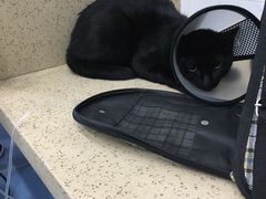 -伟伟宠物医院·CT影像中心·瑞派犬猫综合性门诊(汉口总院)
