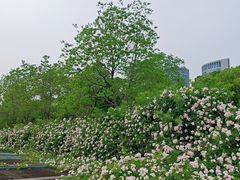 -天鹅湖体育公园