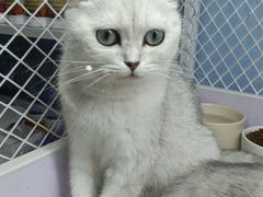 -喵的天空名猫咖啡馆·撸猫·猫舍·用品