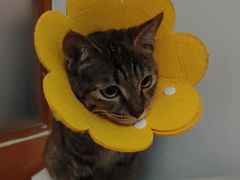 -御宝贝·A梦猫科宠物医院(国际猫友好医院)