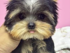 -翊宠yipet猫狗购宠庄园