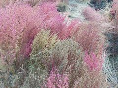 -天津东丽湖风景区