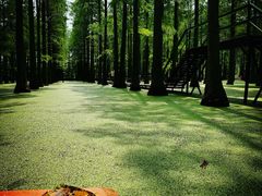 -渌洋湖湿地公园