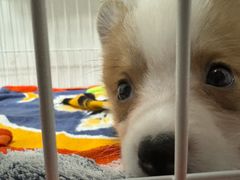 -翊宠yipet猫狗购宠庄园犬舍•猫舍