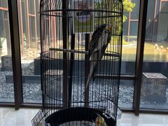 -上海崇明金茂凯悦酒店