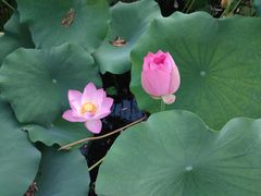 -莲花池公园