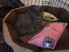 -佳怡动物医院·平价24小时·猫专科骨外科