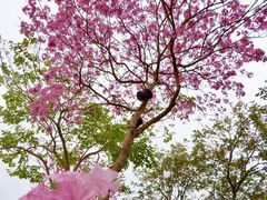 -天适樱花悠乐园