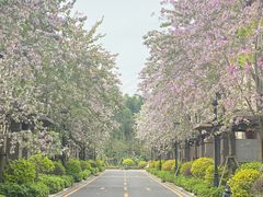 -美的鹭湖森林度假区