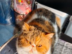 -佑安动物医院·全科·内窥镜中心(幸福巷店)