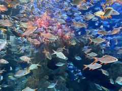 -成都浩海立方海洋公园